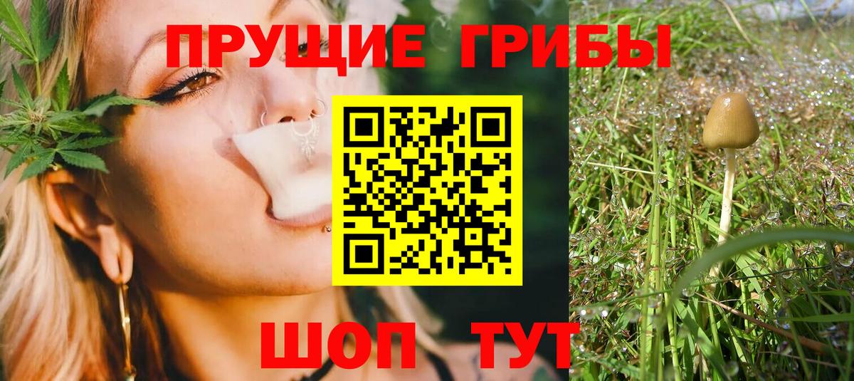Галлюциногенные грибы Psilocybine cubensis Нововоронеж